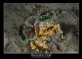   Decorator Crab  